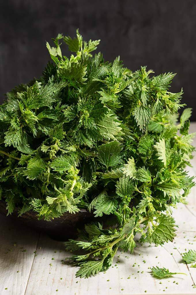 Stinging nettle