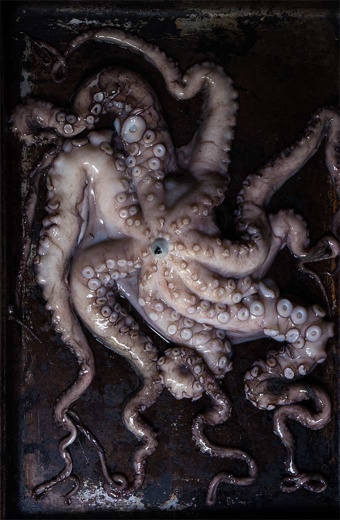 octopus