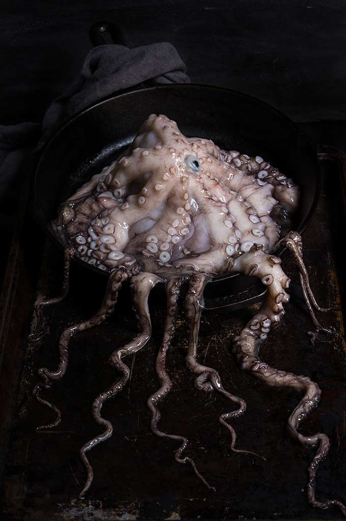 octopus