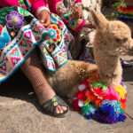 Baby alpaca on the streets of Cusco | www.viktoriastable.com