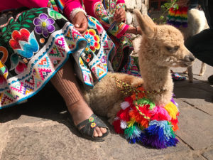 Baby alpaca on the streets of Cusco | www.viktoriastable.com