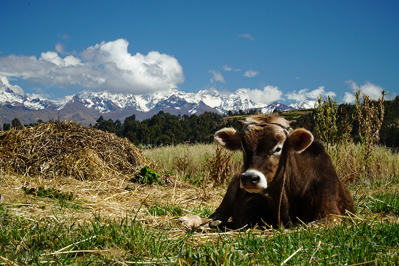 Ocutuan, Chinchero - Peru