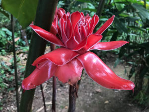 Amazon jungle, Tambopata National Reserve | www.viktoriastable.com